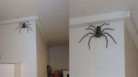 家中出現大蜘蛛